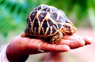 Tortoise