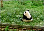 Panda reserach station at Chengdu