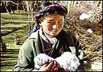 Tibetan shepherd girl