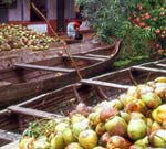 Coconut producers are reeling under falling prices