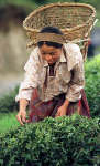 Plantation worker picking tea leaves at an estate in Darjeeling