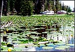 Lotuses near Yellowstone