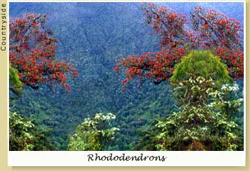 Rhododendrons